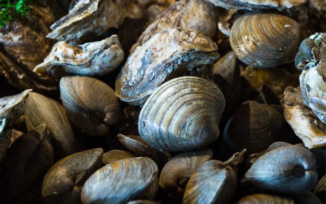 Flo's Clam Shack, seafood, restaurant, Rhode Island, seafood restaurant, clams